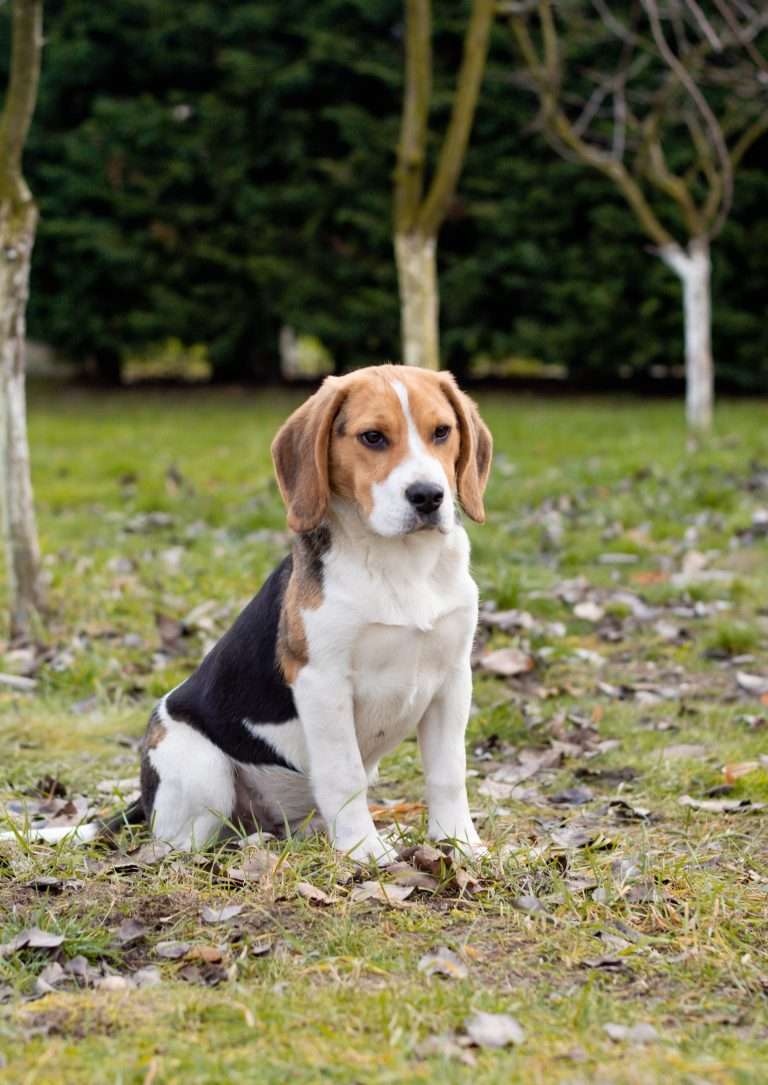 Mastering Essential Dog Commands: A Step-by-Step Guide to Teaching Sit, Stay, Down, and More